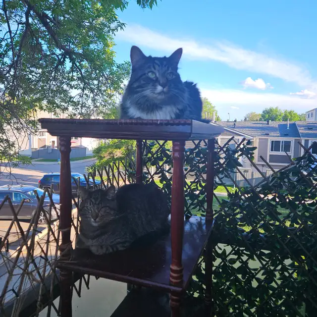 2 male cats fixed $50