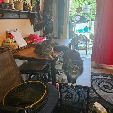 2 male cats fixed $50 - Photo 2