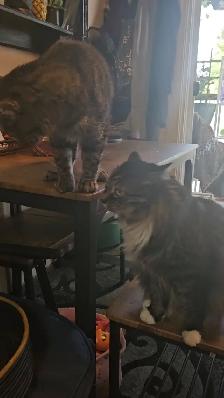 2 male cats fixed $50 - Photo 3