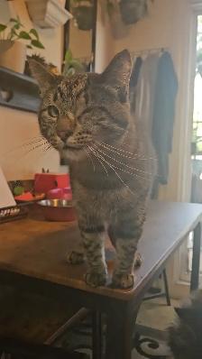 2 male cats fixed $50 - Photo 4