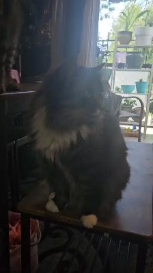 2 male cats fixed $50 - Photo 5