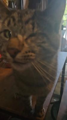 2 male cats fixed $50 - Photo 6