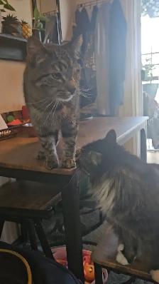 2 male cats fixed $50 - Photo 7
