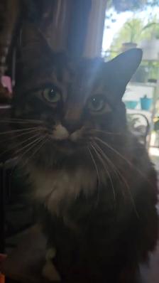 2 male cats fixed $50 - Photo 8