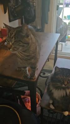 2 male cats fixed $50 - Photo 9