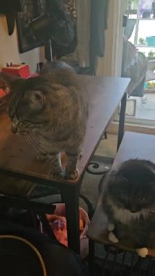 2 male cats fixed $50 - Photo 10