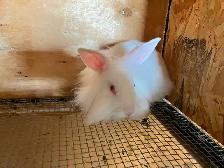 Bunnies for Sale