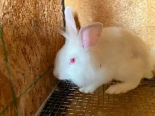 Bunnies for Sale - Photo 2