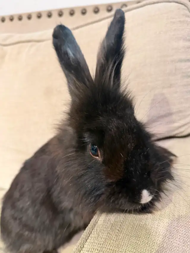 Purebred Lionhead Bunnies