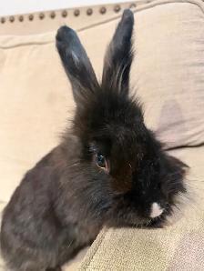 Purebred Lionhead Bunnies