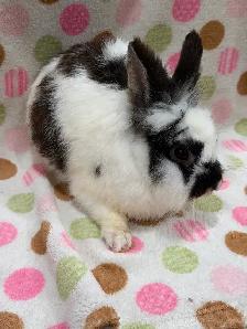 Purebred Lionhead Bunnies - Photo 2