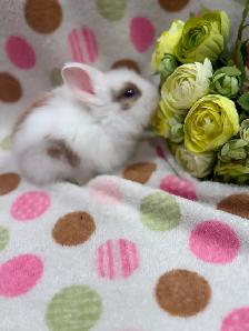 Purebred Lionhead Bunnies - Photo 3