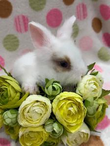 Purebred Lionhead Bunnies - Photo 4