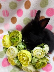 Purebred Lionhead Bunnies - Photo 5