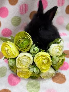 Purebred Lionhead Bunnies - Photo 6