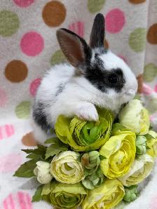 Purebred Lionhead Bunnies - Photo 7