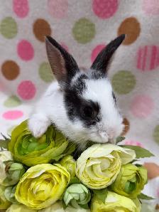 Purebred Lionhead Bunnies - Photo 8