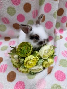 Purebred Lionhead Bunnies - Photo 9