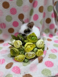 Purebred Lionhead Bunnies - Photo 10