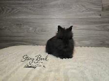 Purebred Lionhead Female