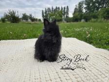 Purebred Lionhead Female - Photo 2