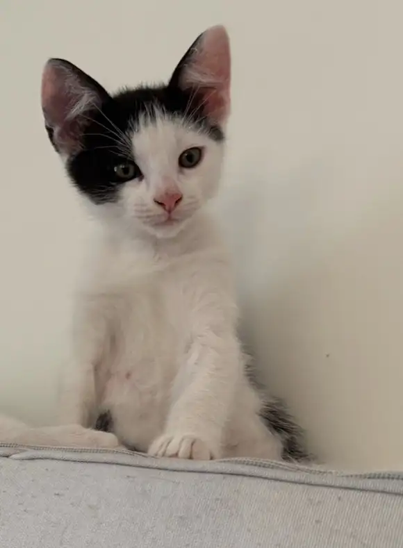 chaton à vendre