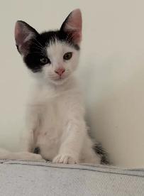 chaton à vendre