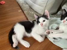 chaton à vendre - Photo 2