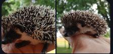 ❤️ Full masked baby boy hedgehog babies! Text to reply