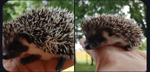 ❤️ Full masked baby boy hedgehog babies! Text to reply!