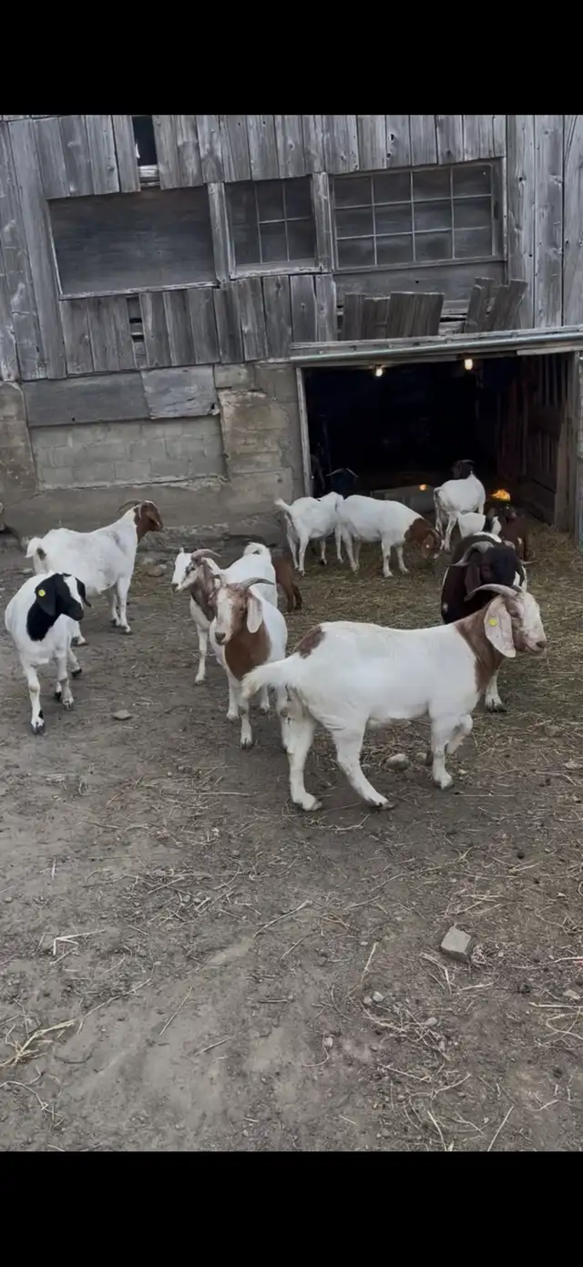 boer goats for sale