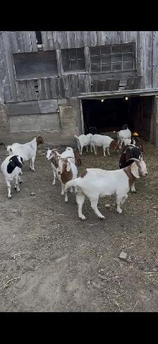 boer goats for sale