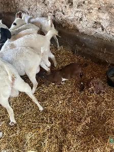 boer goats for sale - Photo 2