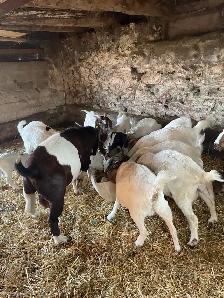 boer goats for sale - Photo 3