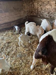 boer goats for sale - Photo 4
