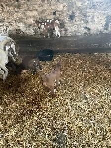 boer goats for sale - Photo 5