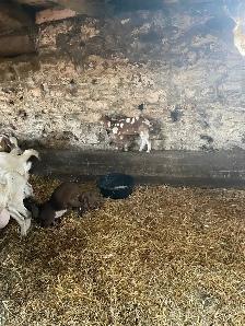 boer goats for sale - Photo 6