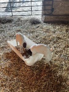 boer goats for sale - Photo 7