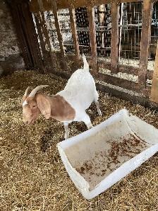 boer goats for sale - Photo 8