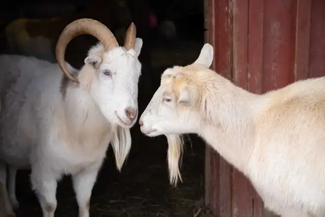 free goats