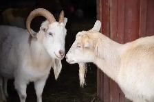free goats