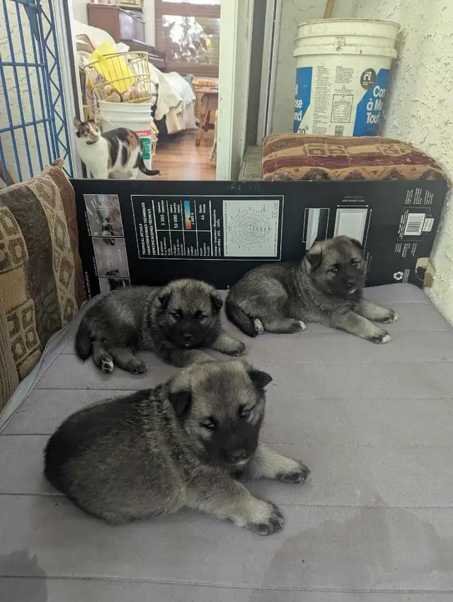Purebred Norwegian Elkhound Puppies (in September)