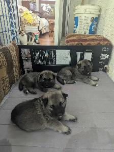 Purebred Norwegian Elkhound Puppies (in September)