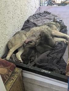 Purebred Norwegian Elkhound Puppies (in September) - Photo 2