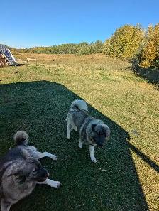 Purebred Norwegian Elkhound Puppies (in September) - Photo 3
