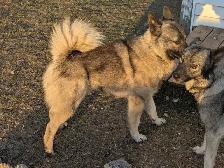 Purebred Norwegian Elkhound Puppies (in September) - Photo 4