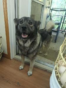 Purebred Norwegian Elkhound Puppies (in September) - Photo 5