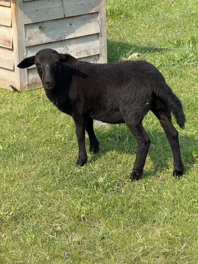 Ewe lambs