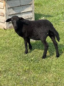 Ewe lambs