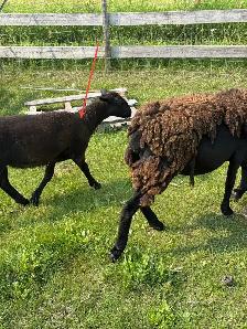 Ewe lambs - Photo 2